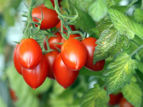 Pictures of Roma Tomatoes: A Photo Guide